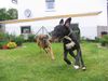 Deutsche Dogge Foto: Wettlauf (ID 12863) Deutsche Dogge Hund