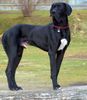 Deutsche Dogge Foto: hassan vom aischgrund (ID 19733) Deutsche Dogge Hund