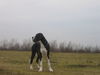 Deutsche Dogge Foto: Ambros vom Menzelsee mit 7,5 Monaten (ID 41366) Deutsche Dogge Hund