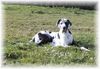Deutsche Dogge Foto: Yenna (ID 19784) Deutsche Dogge Hund