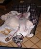 Deutsche Dogge Foto: Mir geht es einfach gut (ID 30576) Deutsche Dogge Hund