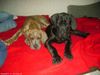 Deutsche Dogge Foto: Rocky mit Brüderchen ein paar wochen alt (ID 42539) Deutsche Dogge Hund