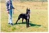 Deutsche Dogge Foto: AARON (ID 3482) Deutsche Dogge Hund