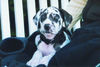 Deutsche Dogge Foto: Achilles (9 Wochen) (ID 30327) Deutsche Dogge Hund