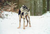 Deutsche Dogge Foto: Achilles (25 Wochen) (ID 30328) Deutsche Dogge Hund