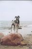 Deutsche Dogge Foto: Achilles (14 Monate) (ID 35372) Deutsche Dogge Hund