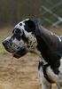 Deutsche Dogge Foto: Achilles (19 Monate) (ID 37407) Deutsche Dogge Hund