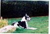 Deutsche Dogge Foto: STENTOR (ID 3493) Deutsche Dogge Hund