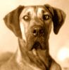Deutsche Dogge Foto: aramis (ID 3242) Deutsche Dogge Hund