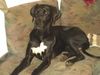 Deutsche Dogge Foto: Artos II (geb. 15.10.2003) auf seinem Sofa (ID 26109) Deutsche Dogge Hund