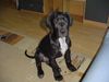 Deutsche Dogge Foto: Atlanta 3 mon.alt (ID 12415) Deutsche Dogge Hund