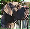 Deutsche Dogge Foto: Aristo + Luna (ID 8597) Deutsche Dogge Hund