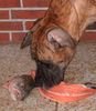 Deutsche Dogge Foto: Corsa und ihr Lachs (ID 20368) Deutsche Dogge Hund