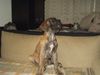 Deutsche Dogge Foto: Baby Scoob (ID 3126) Deutsche Dogge Hund