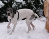 Deutsche Dogge Foto: Baghira`s erster Schnee (ID 26997) Deutsche Dogge Hund