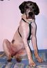 Deutsche Dogge Foto: Baghira mit 6 Monaten (ID 25845) Deutsche Dogge Hund
