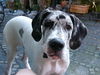 Deutsche Dogge Foto: Baghira 18 Wochen (ID 24921) Deutsche Dogge Hund