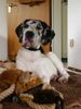 Deutsche Dogge Foto: Baghira - 12 Wochen (ID 23328) Deutsche Dogge Hund
