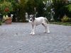 Deutsche Dogge Foto: Baghira (15 Wochen) (ID 23946) Deutsche Dogge Hund
