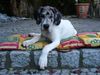 Deutsche Dogge Foto: Baghira (15 Wochen) (ID 23947) Deutsche Dogge Hund