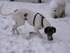 Deutsche Dogge Foto: Baghira 8 Monate (ID 27011) Deutsche Dogge Hund