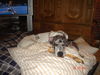 Deutsche Dogge Foto: hundemüde (ID 28968) Deutsche Dogge Hund
