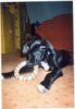 Deutsche Dogge Foto: Mein Balu (ID 9562) Deutsche Dogge Hund