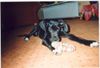 Deutsche Dogge Foto: mein Balu (ID 9566) Deutsche Dogge Hund