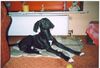 Deutsche Dogge Foto: Mein Balu (ID 9662) Deutsche Dogge Hund