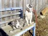 Deutsche Dogge Foto: Banklhucker! (ID 29271) Deutsche Dogge Hund