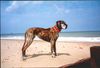 Deutsche Dogge Foto: Beachdog (ID 2949) Deutsche Dogge Hund