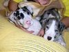 Deutsche Dogge Foto: 2 kleine Sch....r! (ID 29041) Deutsche Dogge Hund