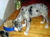 Deutsche Dogge Foto: my name is Bella (ID 29244) Deutsche Dogge Hund
