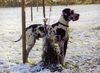 Deutsche Dogge Foto: Benares (ID 999) Deutsche Dogge Hund