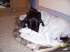 Deutsche Dogge Foto: Mein Balu (ID 24246) Deutsche Dogge Hund