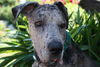 Deutsche Dogge Foto: Wenn die noch ein paar Fotos will bekomm ich ein Knochen als Gage (ID 33104) Deutsche Dogge Hund