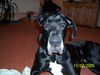 Deutsche Dogge Foto: Mein Balu (ID 24248) Deutsche Dogge Hund