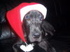 Deutsche Dogge Foto: Hoho,hier kommt der Weihnachts (ID 37097) Deutsche Dogge Hund