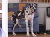 Deutsche Dogge Foto: Also ich hab Platz und ihr (ID 33106) Deutsche Dogge Hund