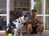 Deutsche Dogge Foto: Nun gib schon her will auch immer dein Freund sein (ID 33105) Deutsche Dogge Hund