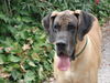 Deutsche Dogge Foto: Bolo (ID 35099) Deutsche Dogge Hund