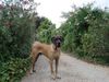 Deutsche Dogge Foto: Bolo, der hübsche... (ID 35100) Deutsche Dogge Hund