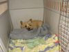 Deutsche Dogge Foto: Pearl in der Doggenbox (ID 42569) Deutsche Dogge Hund