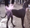 Deutsche Dogge Foto: Primaballerina Brutus (ID 29754) Deutsche Dogge Hund