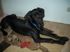 Deutsche Dogge Foto: Gina vom Palmental mit 17 Wochen (ID 41416) Deutsche Dogge Hund