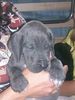 Deutsche Dogge Foto: Ghandi (ID 43028) Deutsche Dogge Hund