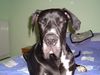 Deutsche Dogge Foto: Duke vom schwarzen Born (ID 30609) Deutsche Dogge Hund