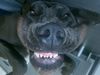 Deutsche Dogge Foto: Ghandi (ID 43027) Deutsche Dogge Hund