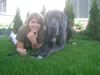Deutsche Dogge Foto: Ghandi und Melinda (ID 43363) Deutsche Dogge Hund