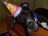 Deutsche Dogge Foto: Duke vom schwarzen Born (ID 30610) Deutsche Dogge Hund